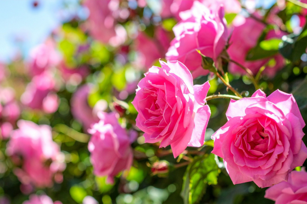 Découvrez l'expo rose avec HEP TAXI : circuits touristiques sur mesure.